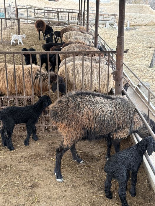 Қойлар сатылады!