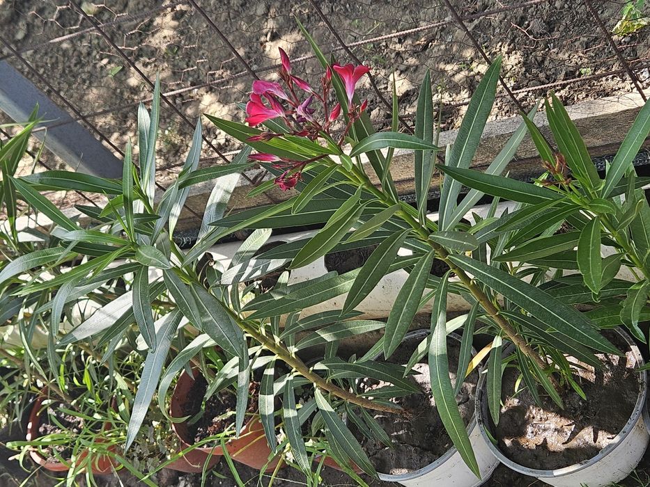 Vând leandri de culoare roz și roșu simpli