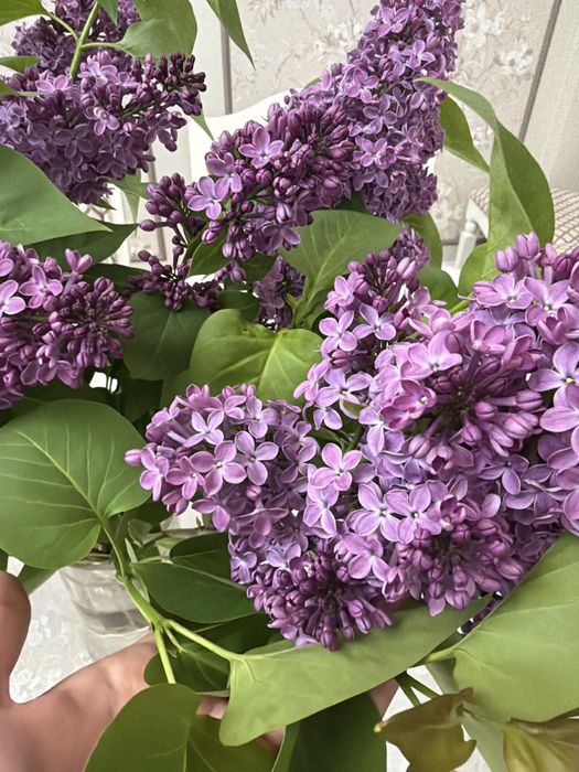 Сирень цветы букет