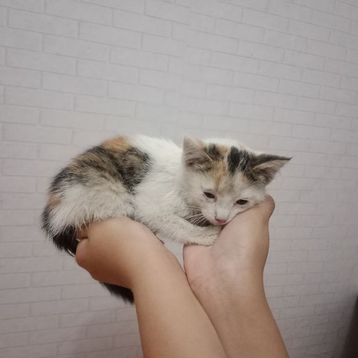 Отдам котенка даром