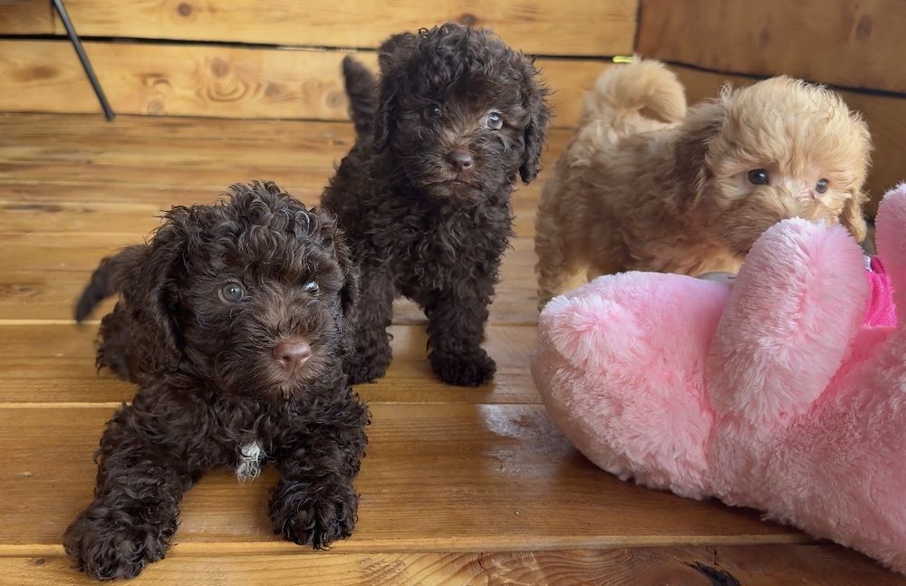 Мини пудел Mini poodle