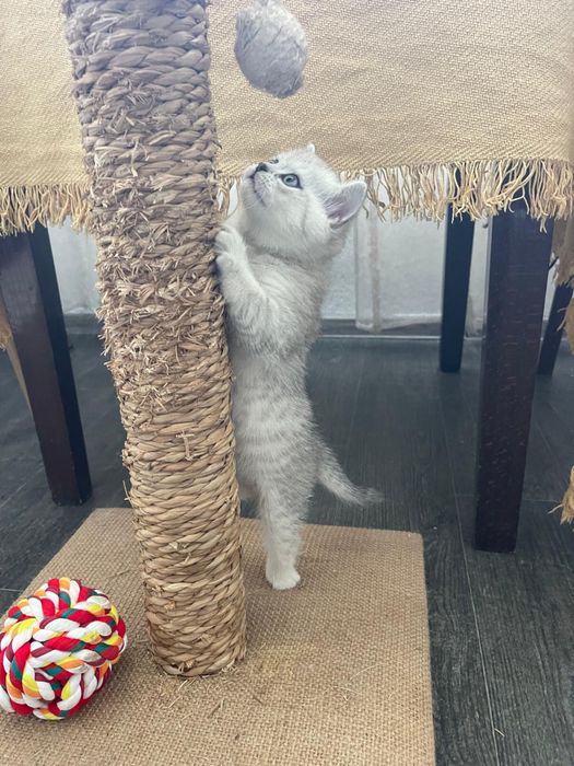 Pisicuta Scottish / British