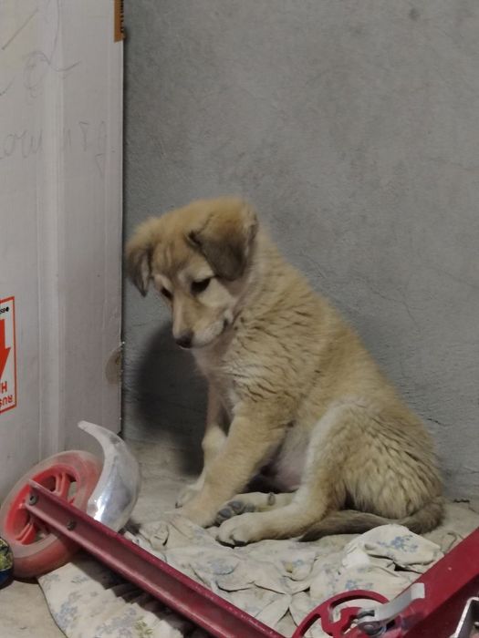 Отдам щенка в добрые руки с дальнейшим отслеживание