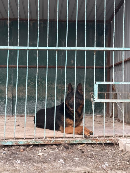 Продаётся немецкая овчарка