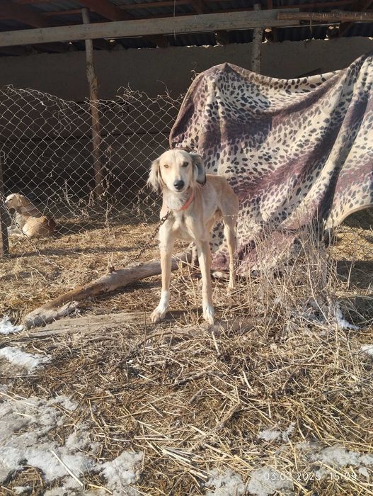 Құмай тазы 10 айлық