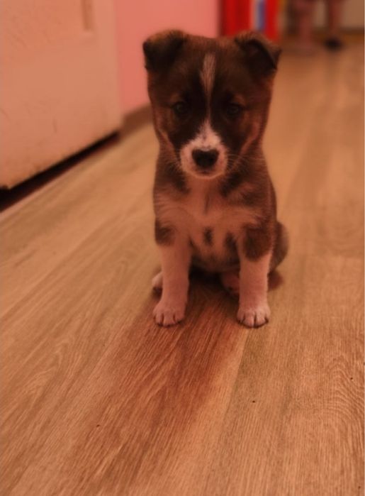 Щенки в добрые руки