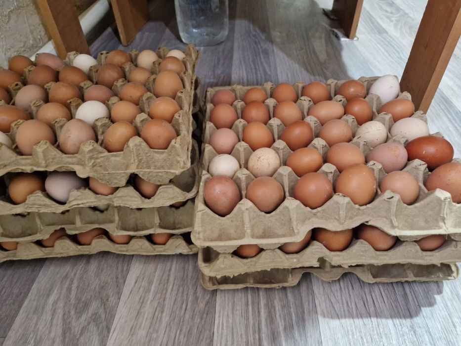 Свежие домашние яйца