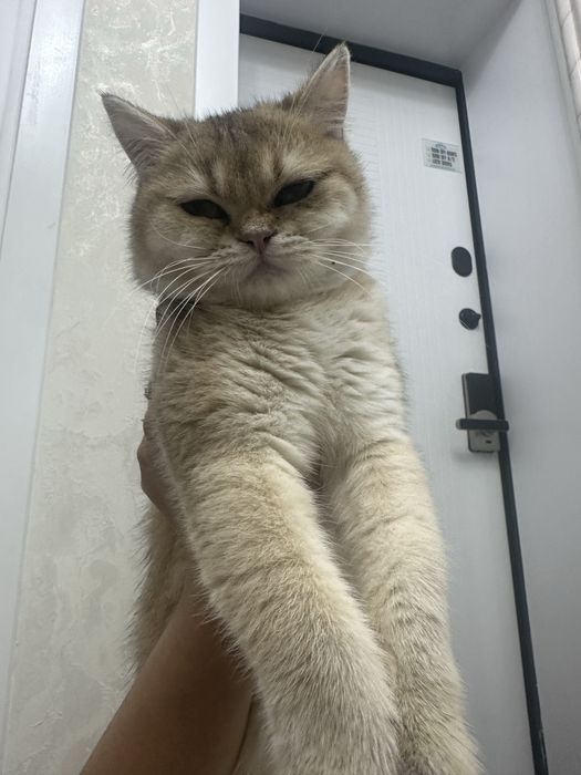 Золотая шиншила 200$