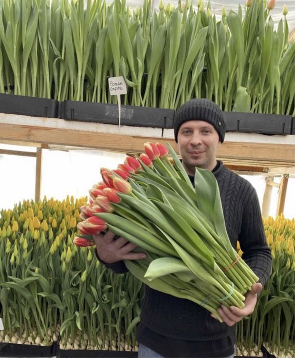 Тюльпан оптом Белорусский