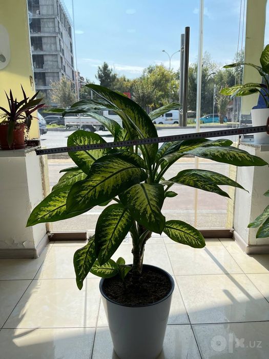 Продаю красивую диффенбахию 
Здоровое, ухоженное и красивое растение