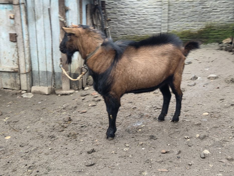 Vând Țap Alpin Francez