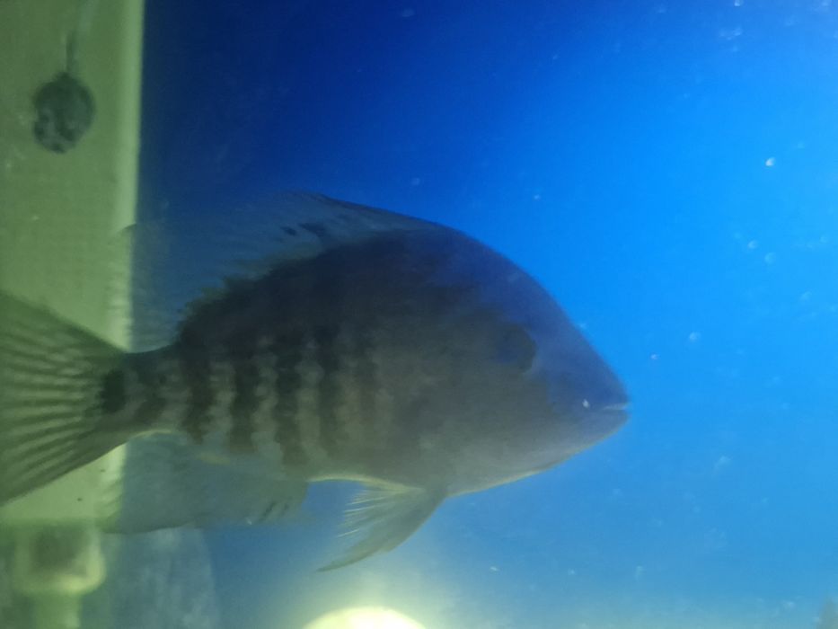 Цихлиды разные виды