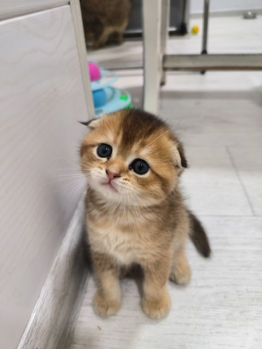 Котята от правильной вязки