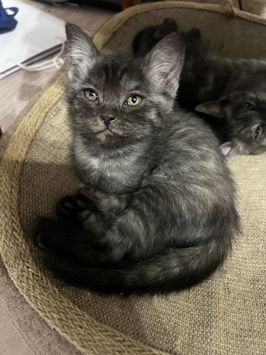 Отдам котят в добрый руки