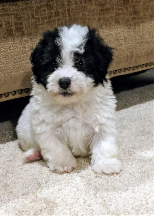 Bichon havanez 450 lei