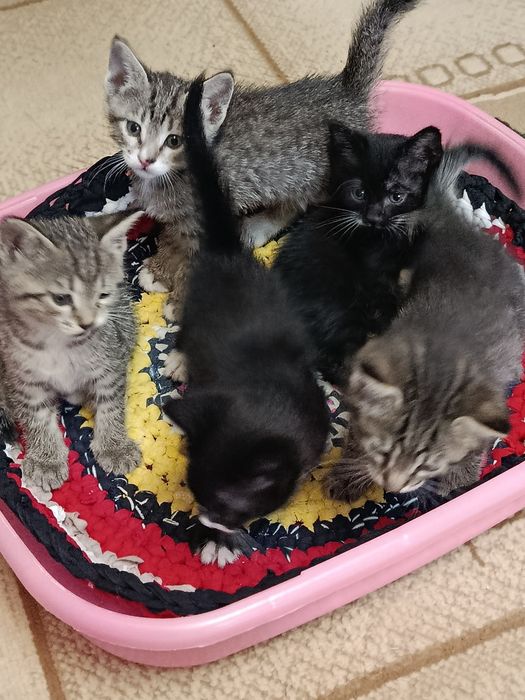 Отдадим котят в хорошие руки