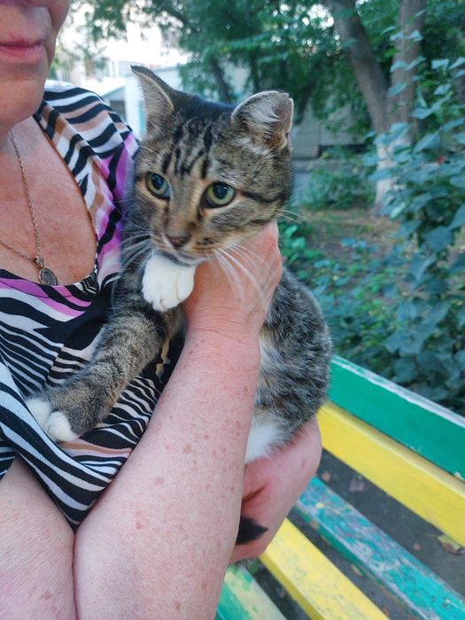 Пристраивается кошечка