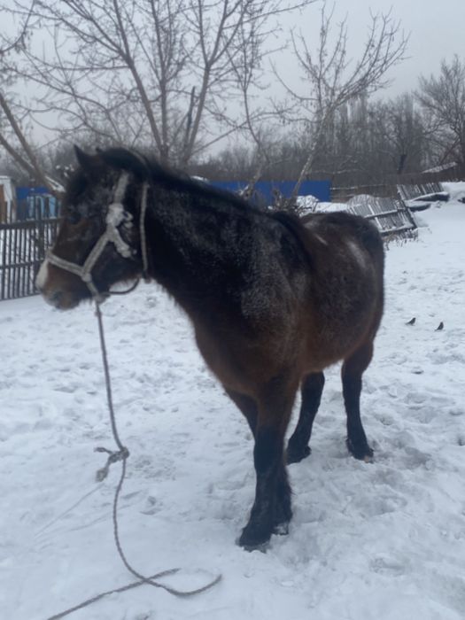 Лошадь с откорма