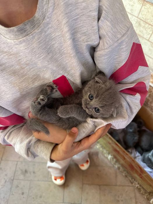 Котята Британская шиншилла