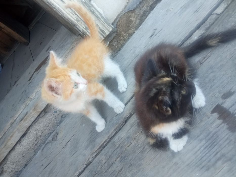 Отдам котят. Мальчик и девочка.