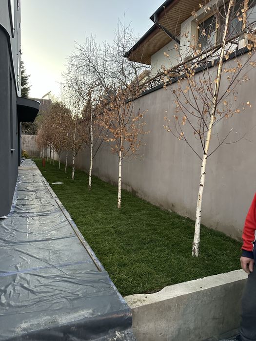 Mesteacan / Leylandii / Platan