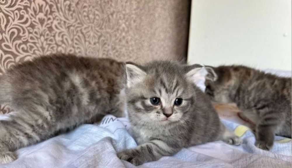 Шо ландские котята 1.5 мес
