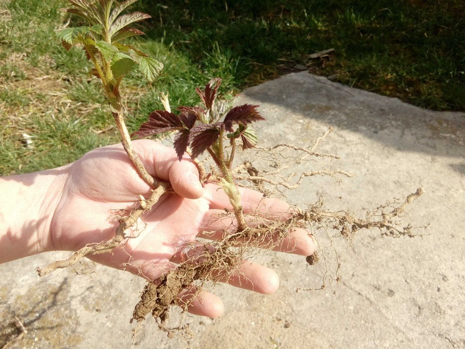 Vând drajoni de zmeură polka si stoloni căpsuni