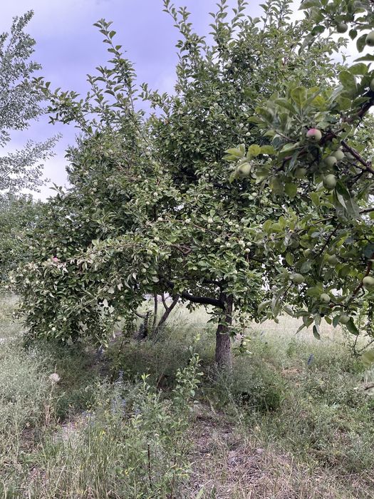 яблока летни сорт сталовка