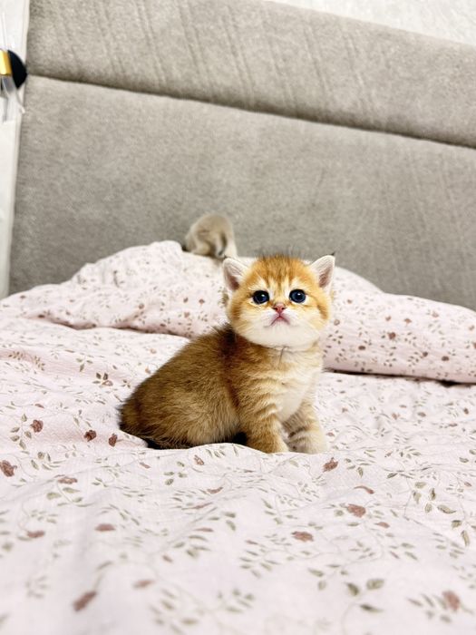 Британские котятки