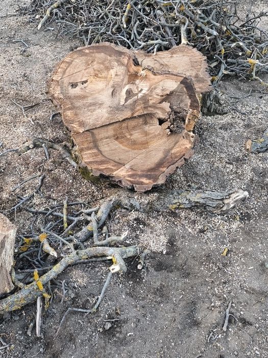 Vând trunchi nuc... aștept oferte