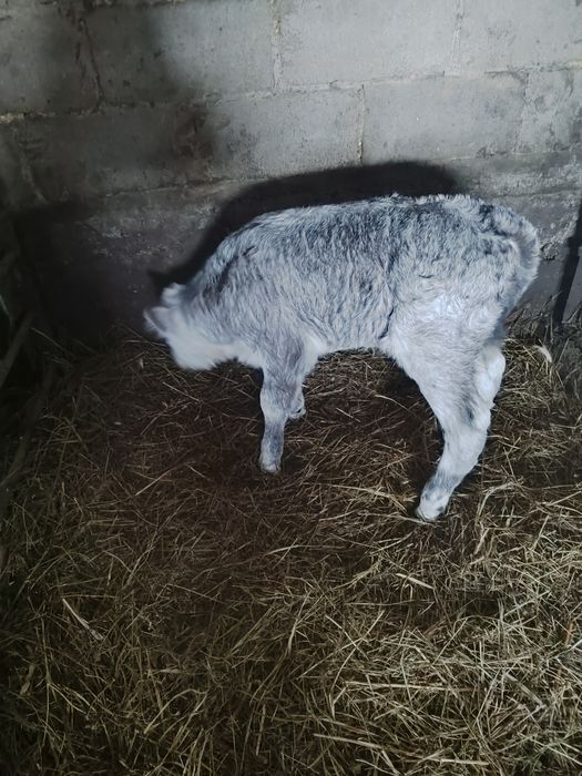 Продается телёнок