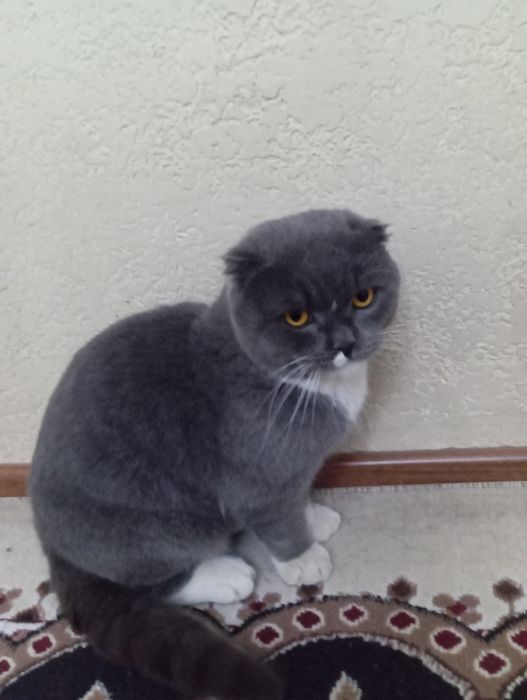 Zoti toz mushuk erke