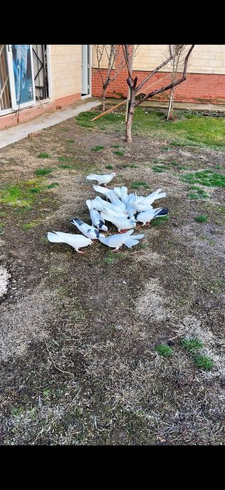 Голуби. Белые ширакохвостые