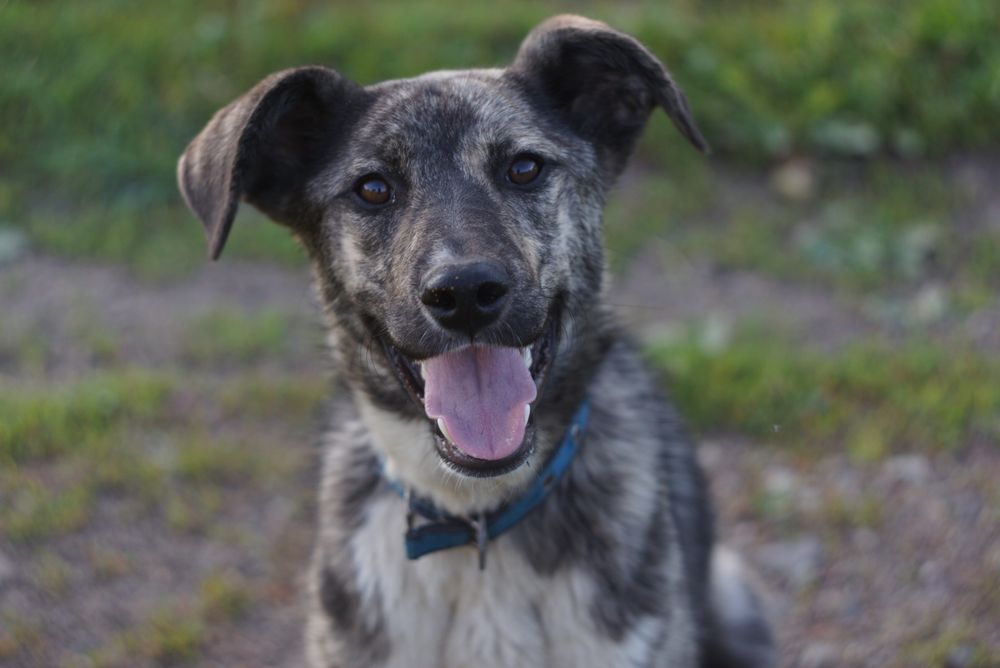 Щенок в поиске семьи