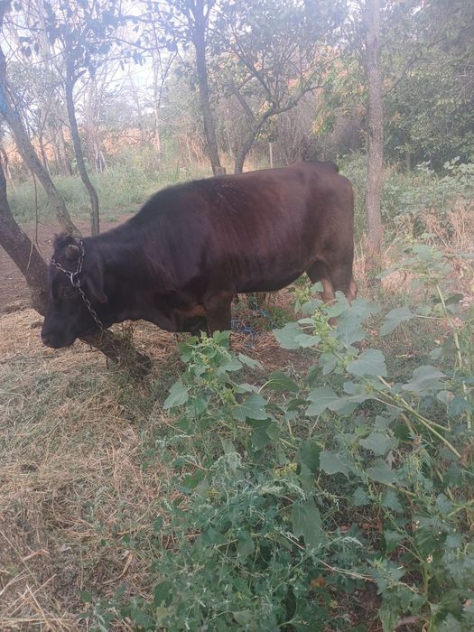 Doua vaci bune carne și calitatea