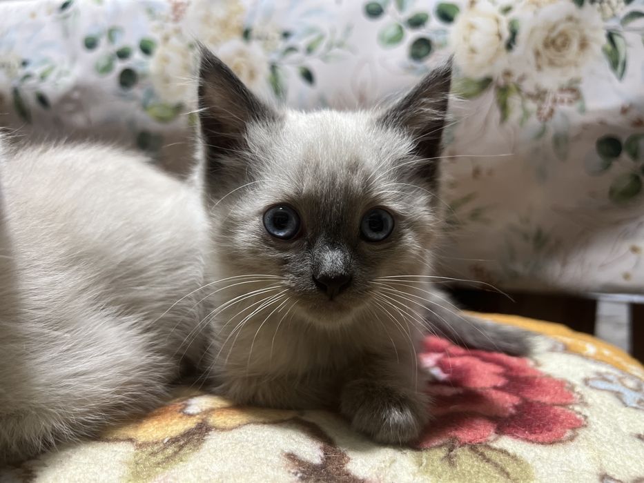 ИЩУТ ДОМ три пушистика.