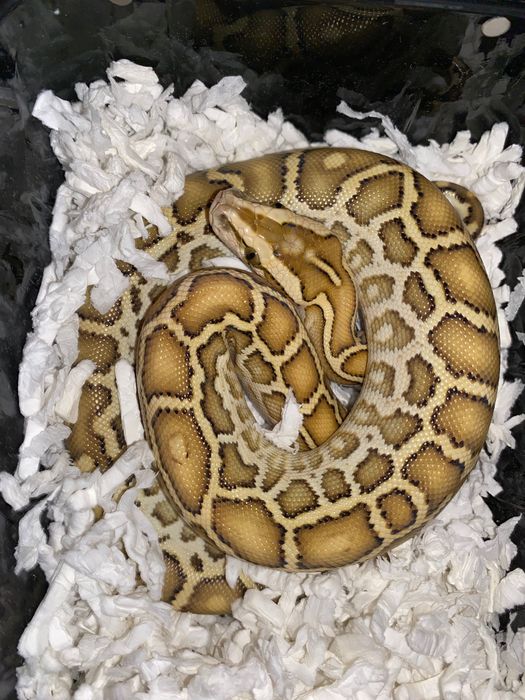 Бирманският питон , Python bivittatus