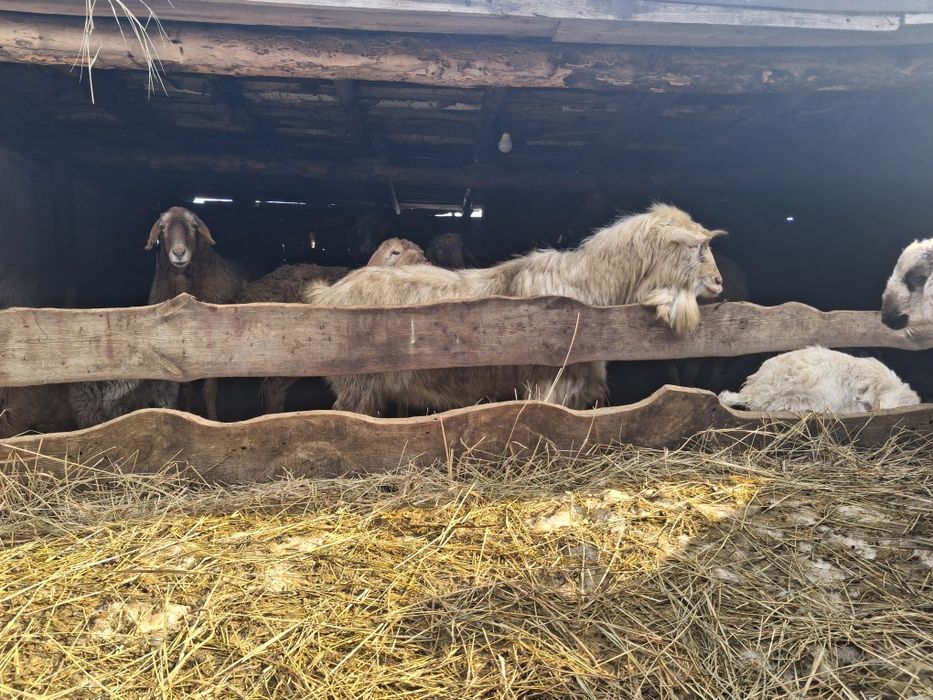 Козел зааненский