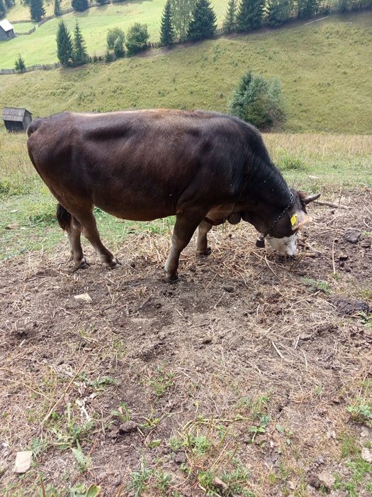 Vând 2 juninci una  de 9 luni și una de 11  luni