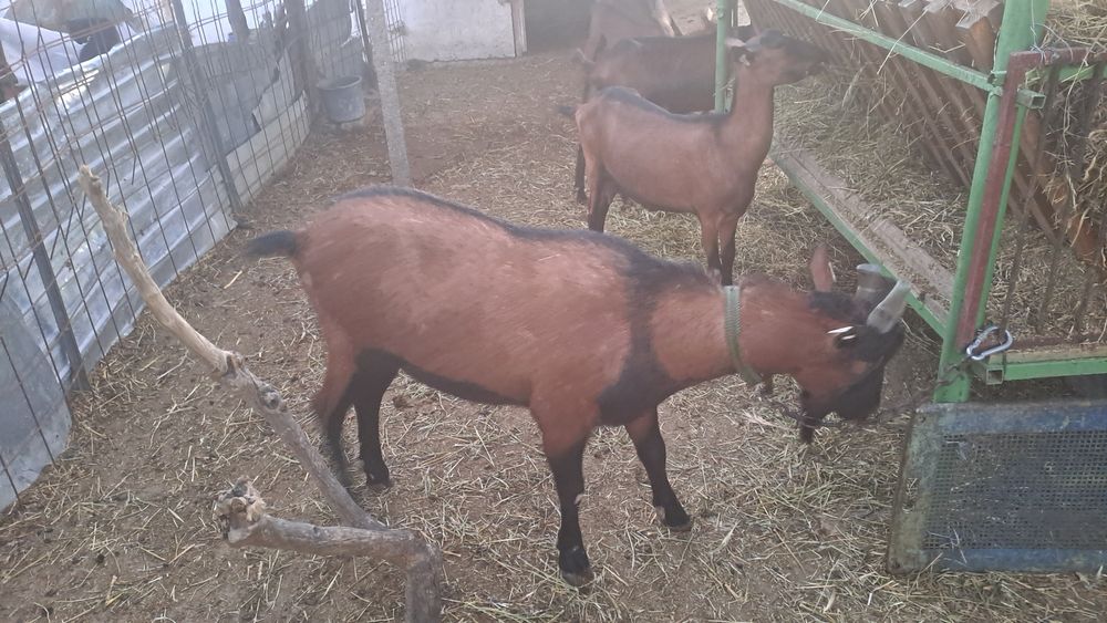 Țap alpin francez pentru monta