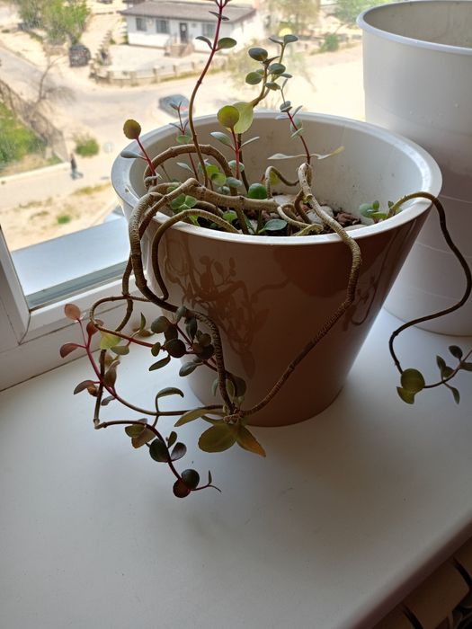 Алое вера растение