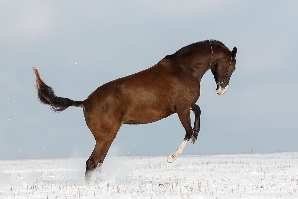 Кобыла ахалтекинская ахалтеке