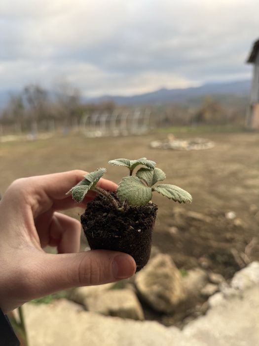 Разсад ягоди сорт Дели