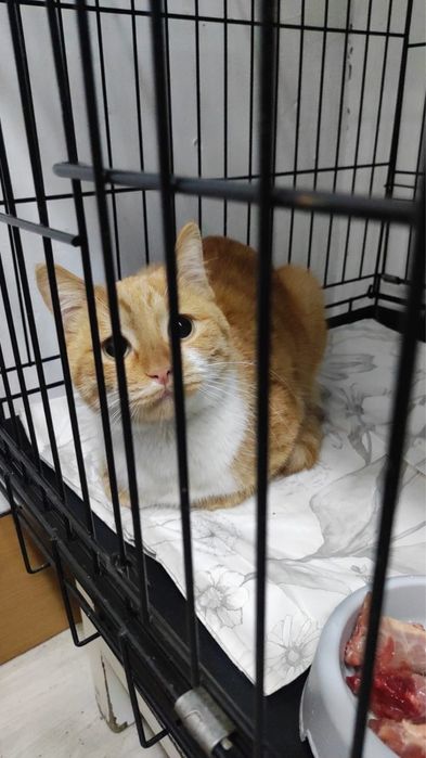 Кот Рыжик в добрые руки