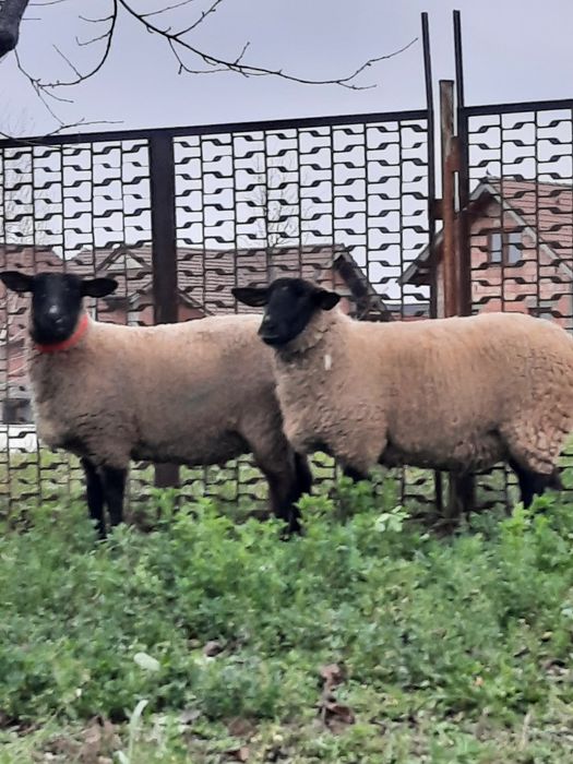 Vând oi rasa Duffolk