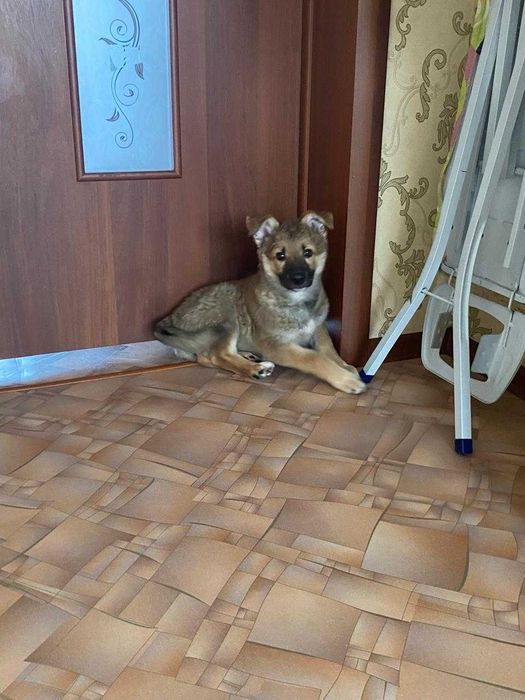 Щенку нужен дом!
