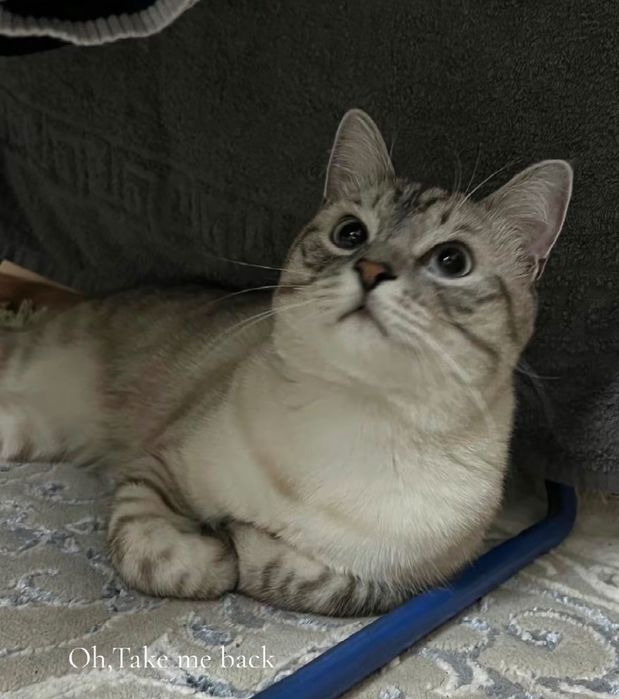 Отдам котика в хороший руки