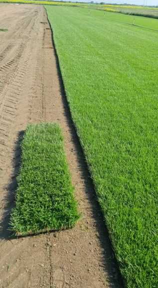 Gazon Rulou Sport sau Rustic