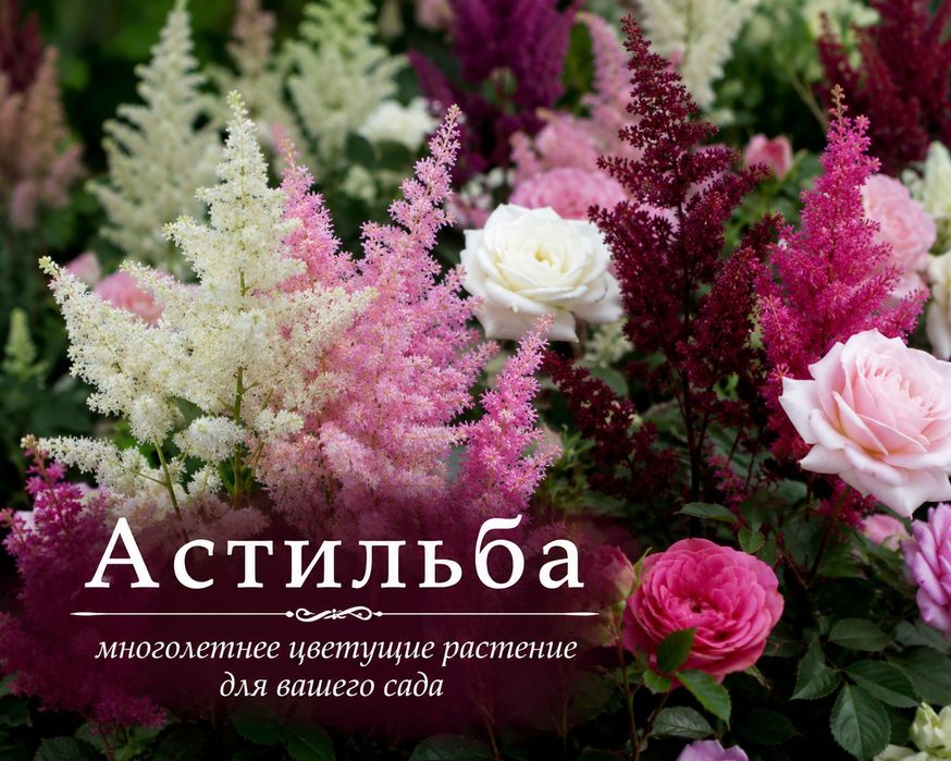 Продам саженцы астильбы.