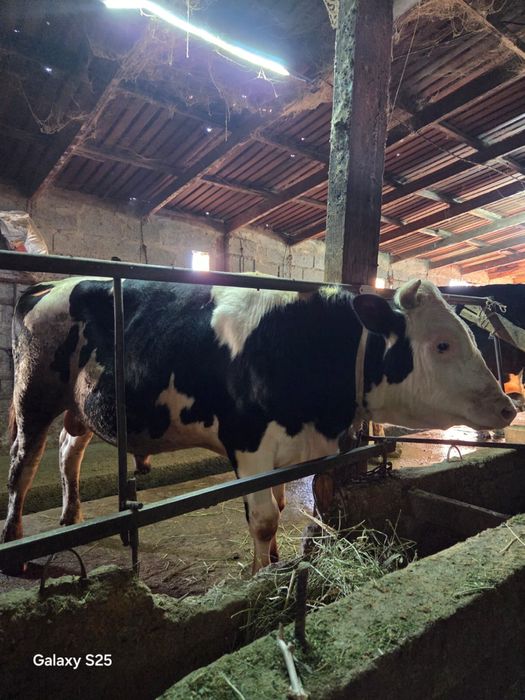 Продам племенного быка